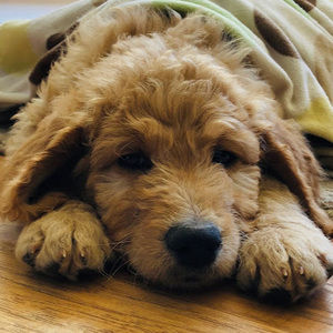 Meet your Posher, Lillian